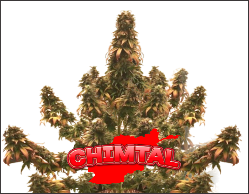 chimtal-product1