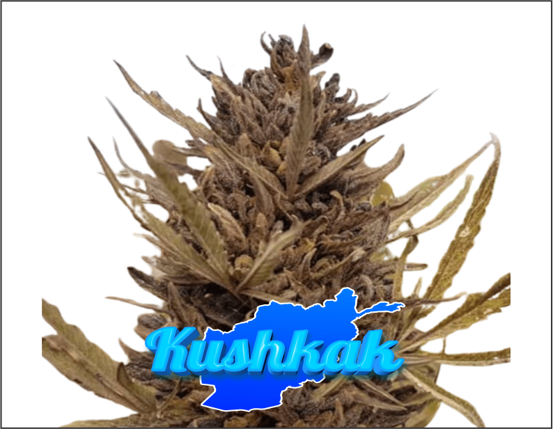 kushkak-product1