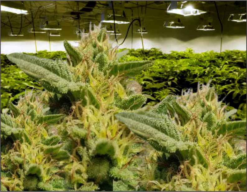 rustamkush-product2