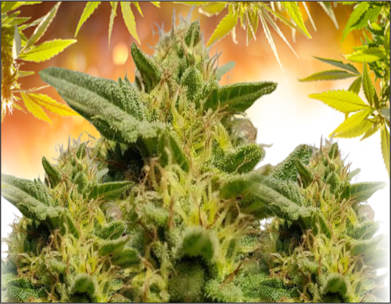 rustamkush-product3
