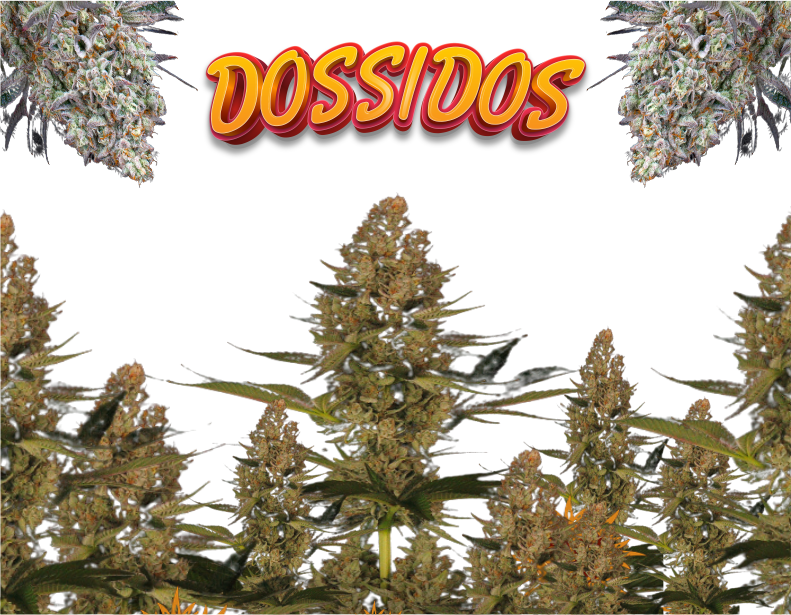 Dossidos-product1