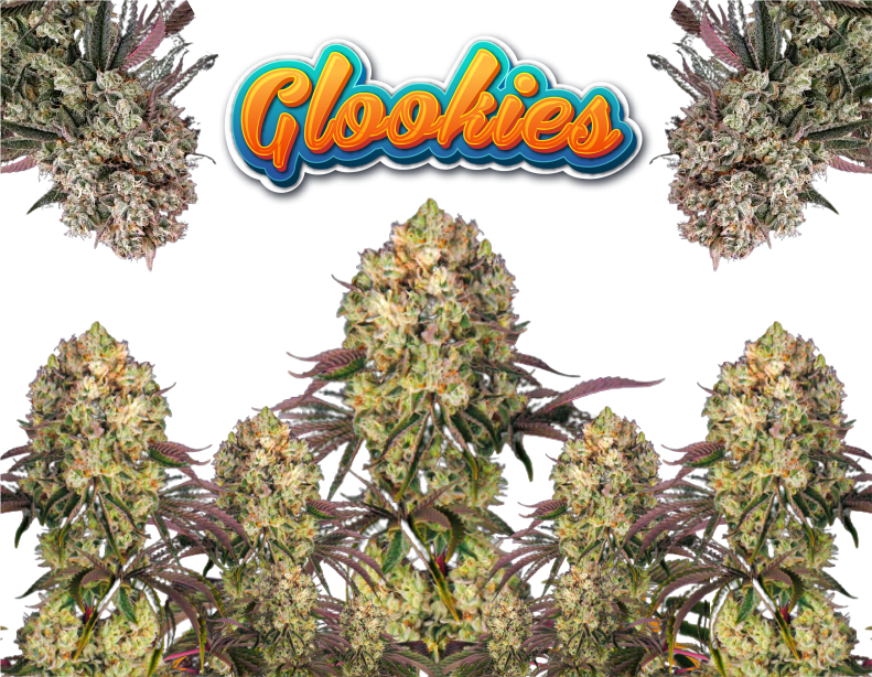 Glookies-product1