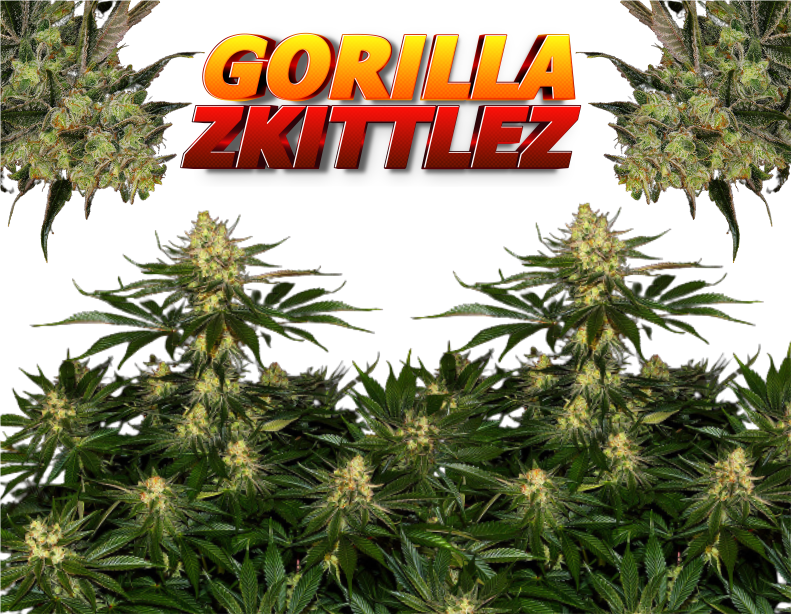 Gorillazklttlez-product1
