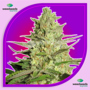 AK-47-Autoflower-Cannabis-Seeds