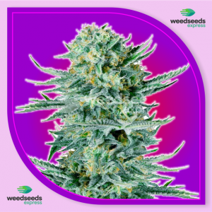 Blue Dream feminized seeds