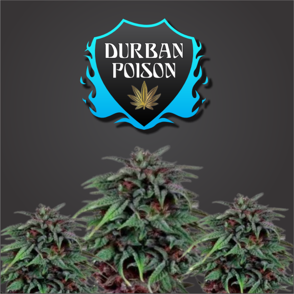 Durban Poison Feminized