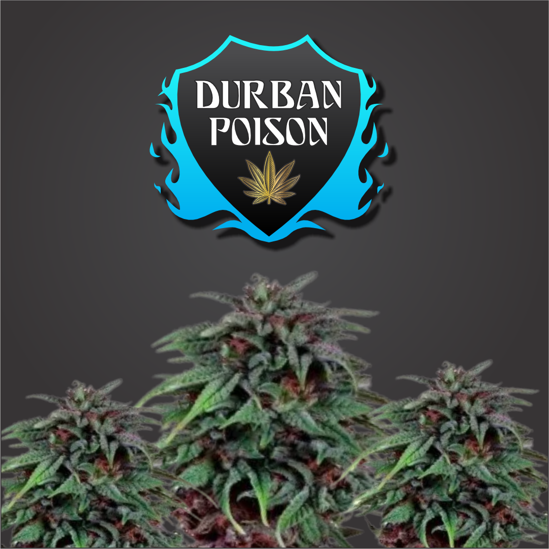 Durban Poison Feminized