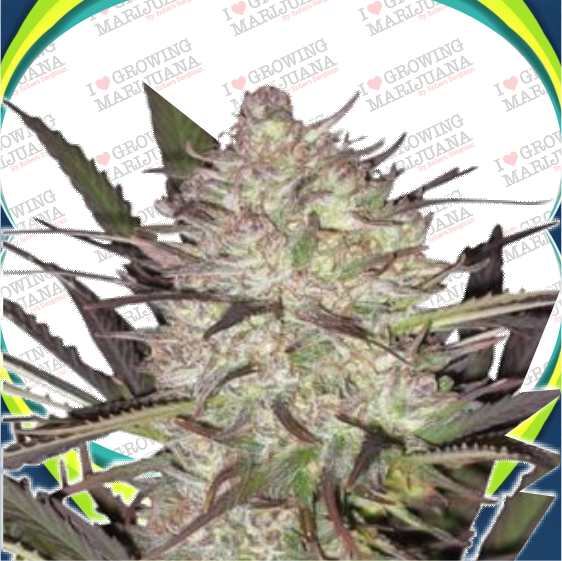 Durban-Poison-Feminized-Cannabis-Seeds-Ilgm