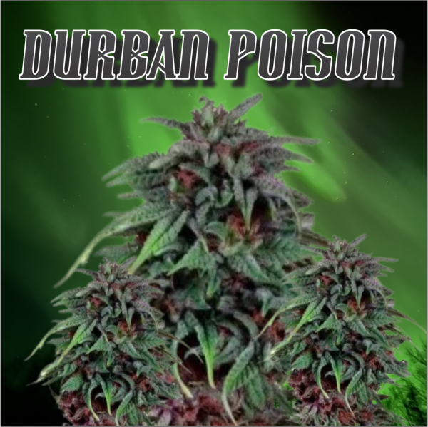 Durban Poison Feminized