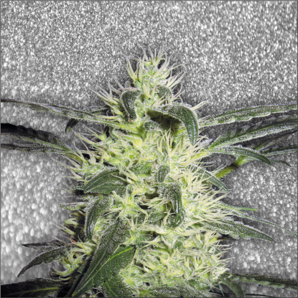 Super Silver Haze Feminized