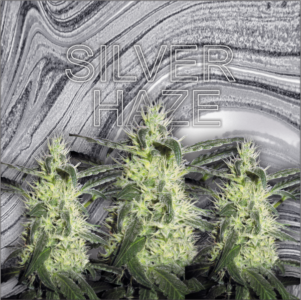 Super Silver Haze Feminized
