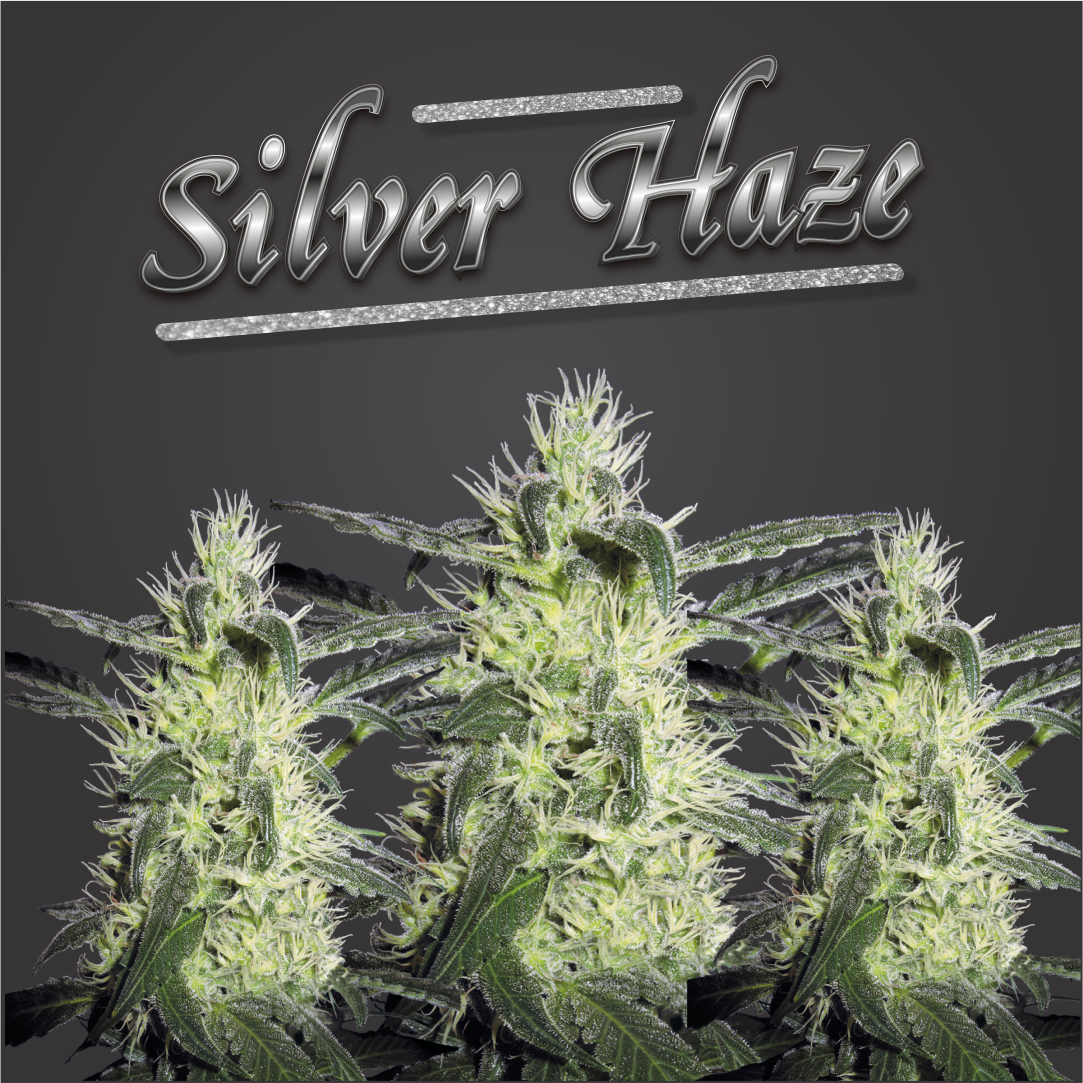 Super Silver Haze Feminized