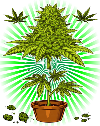 Section Image Alt Text