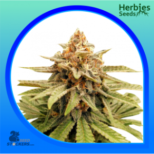 Gorilla-Glue-feminized-seeds-herbies-seeds
