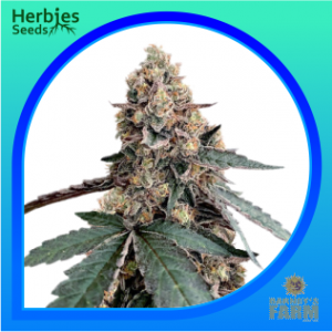 Runtz-Muffin-feminized-seeds-herbies-seeds