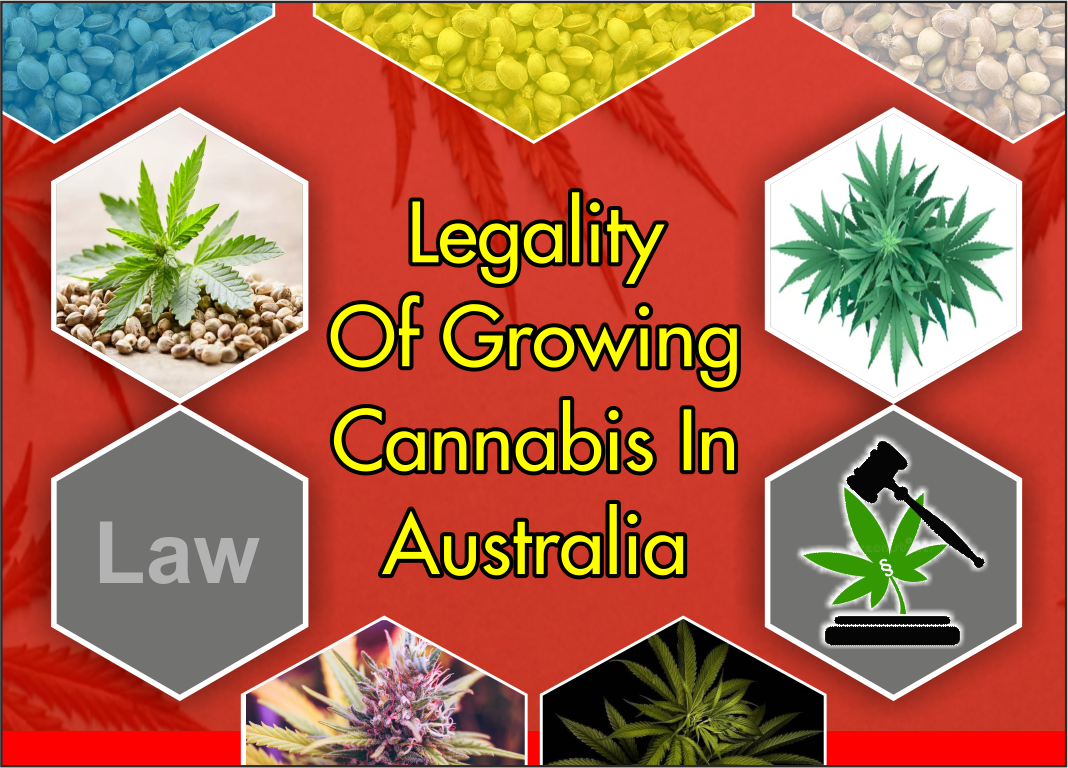 aussie canna seeds