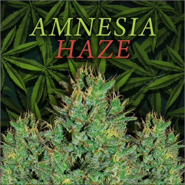 Amnesia Haze Feminized