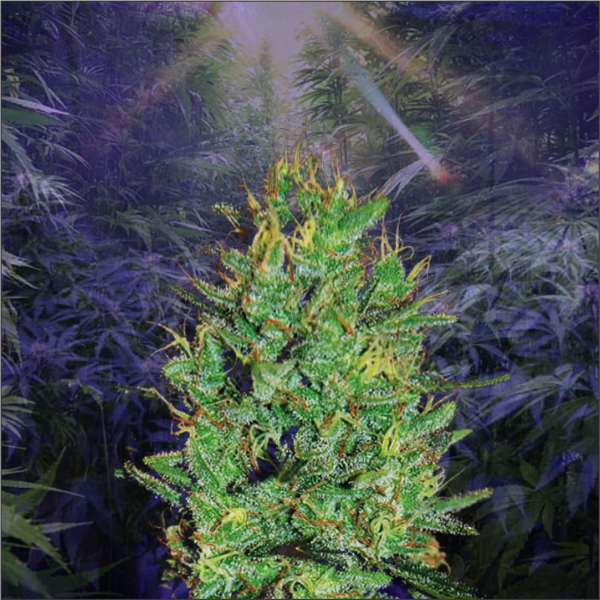 Amnesia Haze Feminized