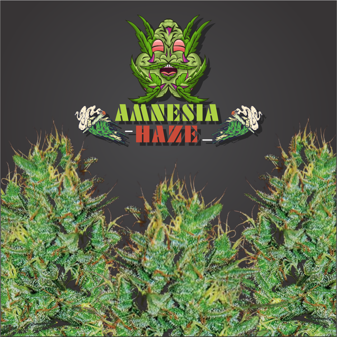 Amnesia Haze Feminized