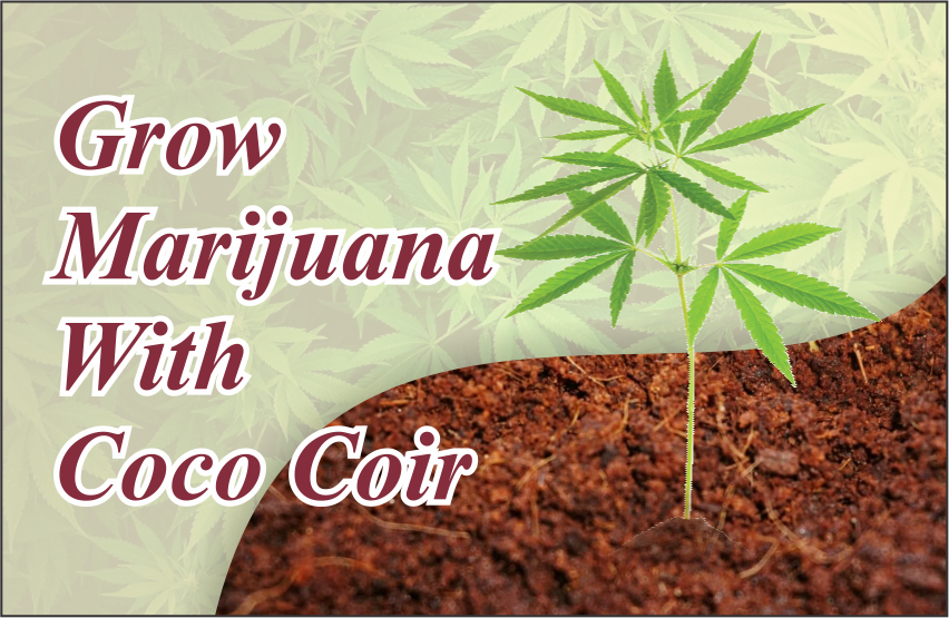 Beginners-Guide-On-How-To-Grow-Marijuana-With-Coco-Coir
