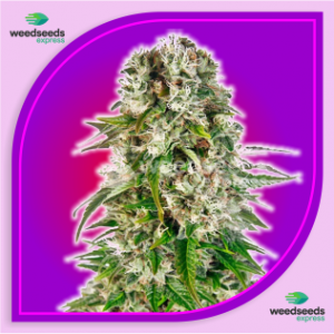 Big Bud Feminized Cannabis Seeds