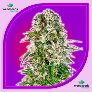 Big Bud Feminized Cannabis Seeds - Aussie Canna Seeds