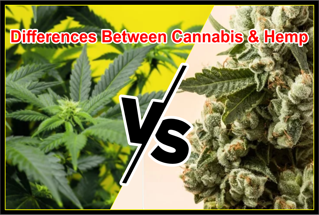 Differences-Between-Cannabis-and-Hemp