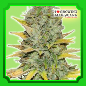 Gold Leaf Feminized Cannabis Seeds