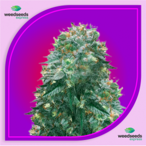 Harlequin Feminized Cannabis Seeds