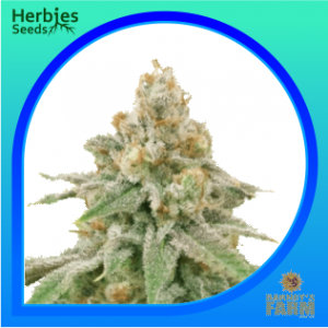 Wedding-Cake-Autoflower-herbies