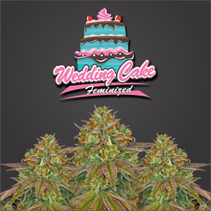 Wedding Cake Feminized