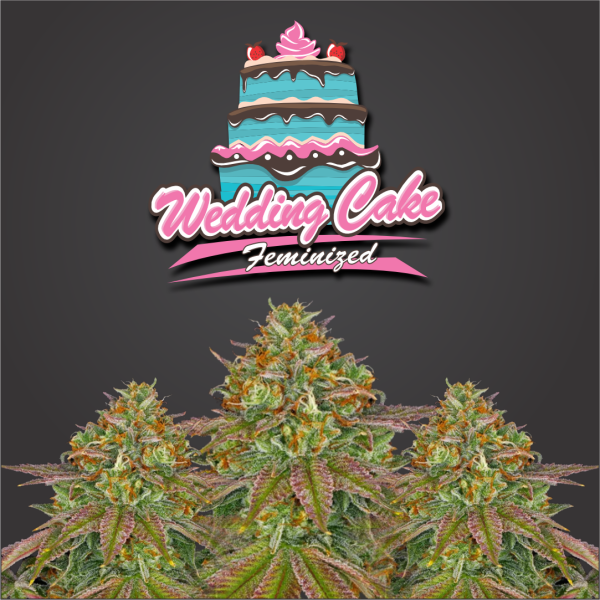 Wedding Cake Feminized