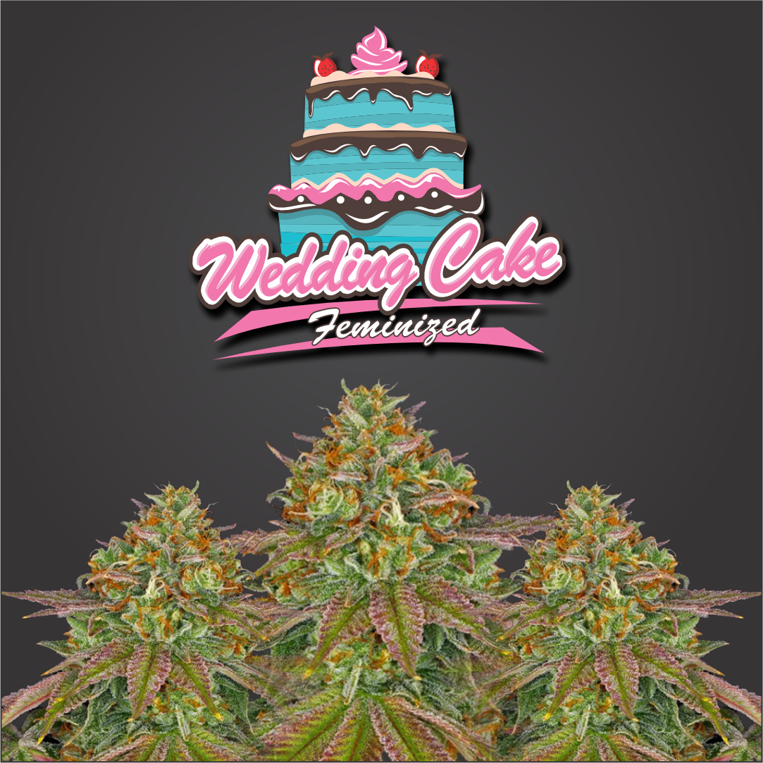 Wedding Cake Feminized