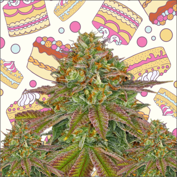 Wedding Cake Feminized