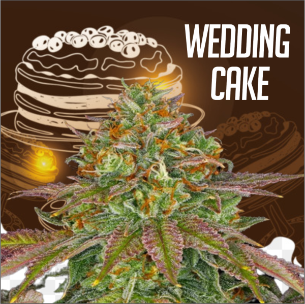 Wedding Cake Feminized
