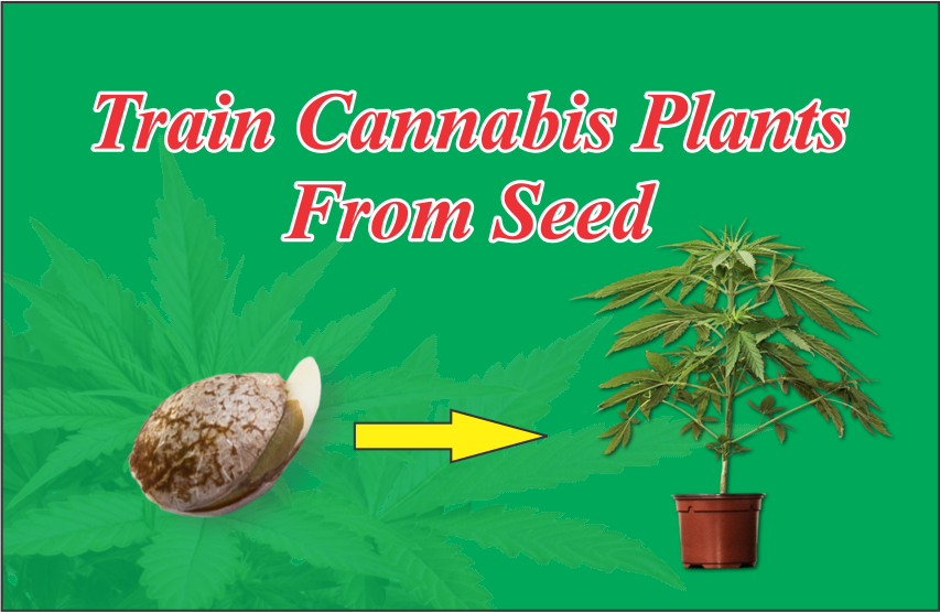 How To Train Cannabis Plants From Seed