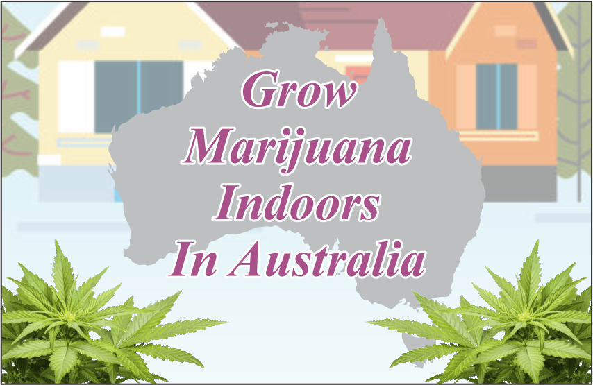 Best Soil Mediums To Grow Marijuana Indoors In Australia