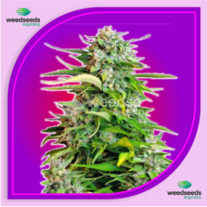 Critical-Auto-Flowering-Feminized-Seeds