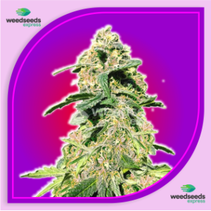 Critical-Purple-Auto-Flowering-Seeds