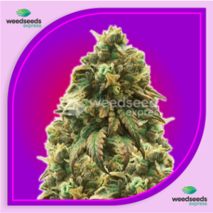 Green-Crack-Auto-Flowering-Seeds
