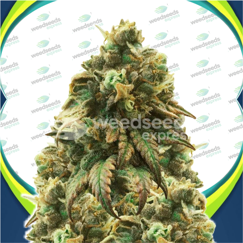 Green-Crack-autoflowering-seeds-weedseedexpress