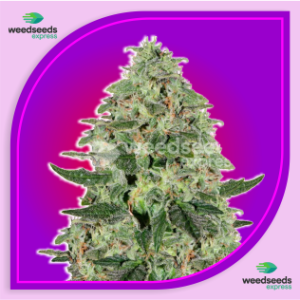Santa Maria Autoflowering Cannabis Seeds