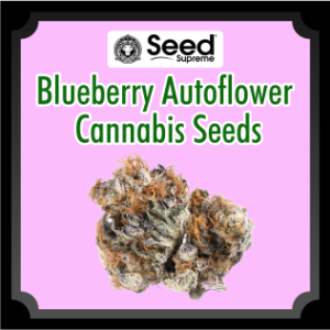 Blueberry Autoflower Cannabis Seeds