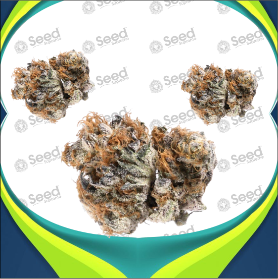 Blueberry Autoflower Cannabis Seeds
