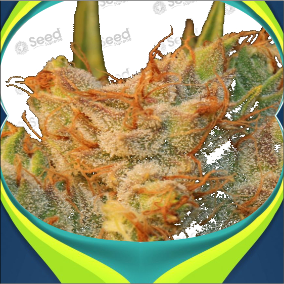 Bubblegum Feminized Cannabis Seeds