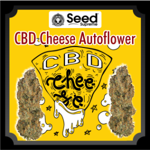 CBD Cheese Autoflower