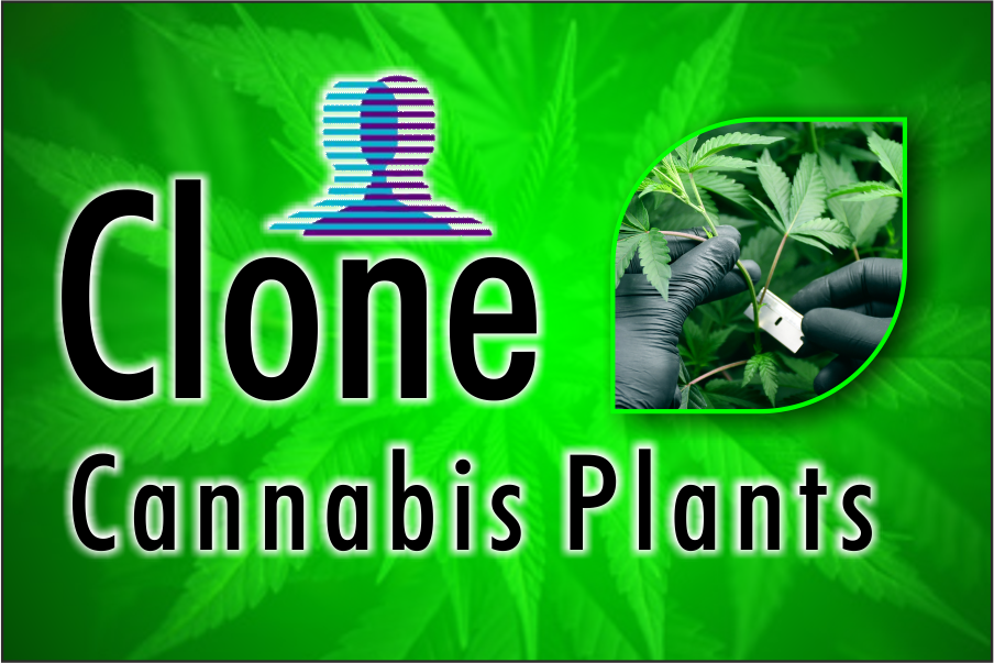 Clone Cannabis Plants