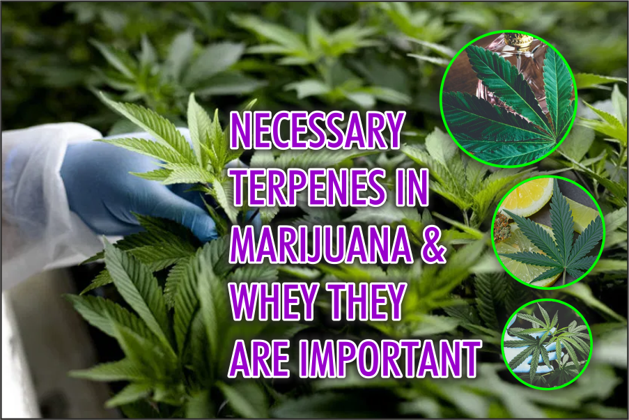 Terpenes in Marijuana