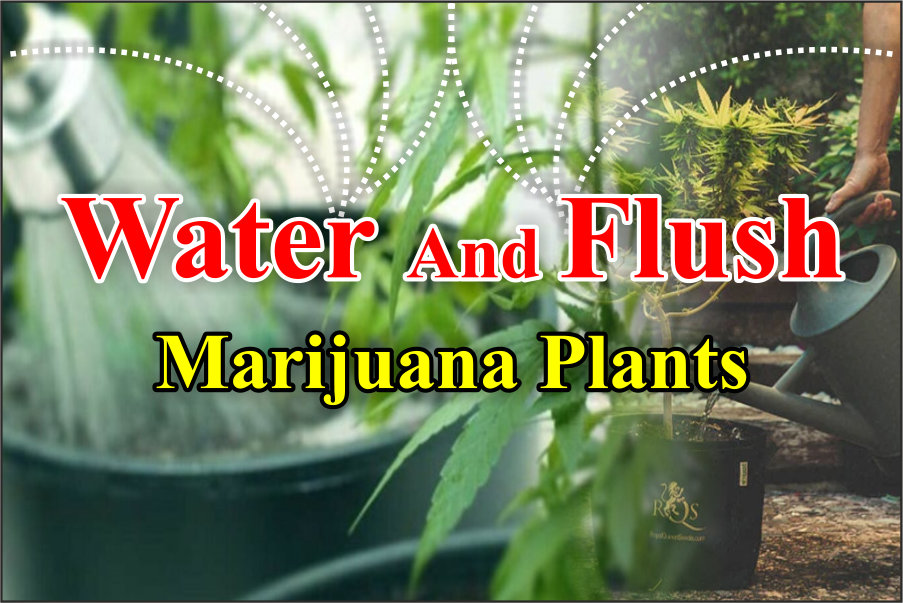 Water And Flush Marijuana Plants