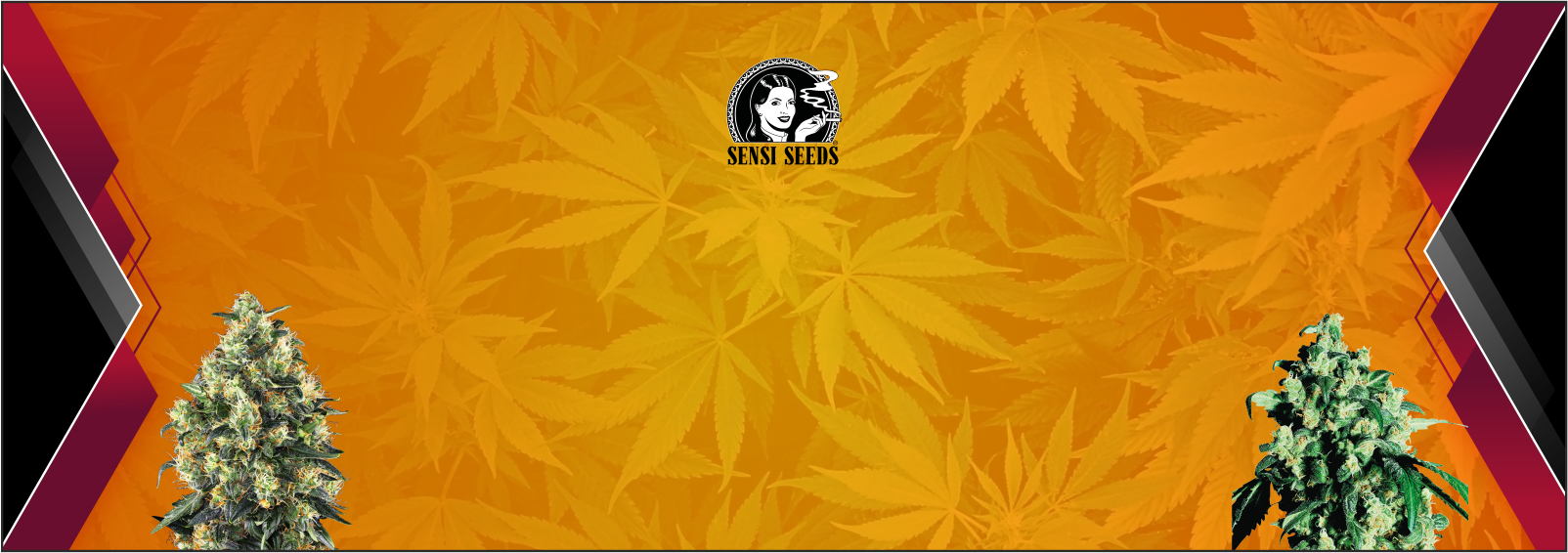 http://sensiseeds